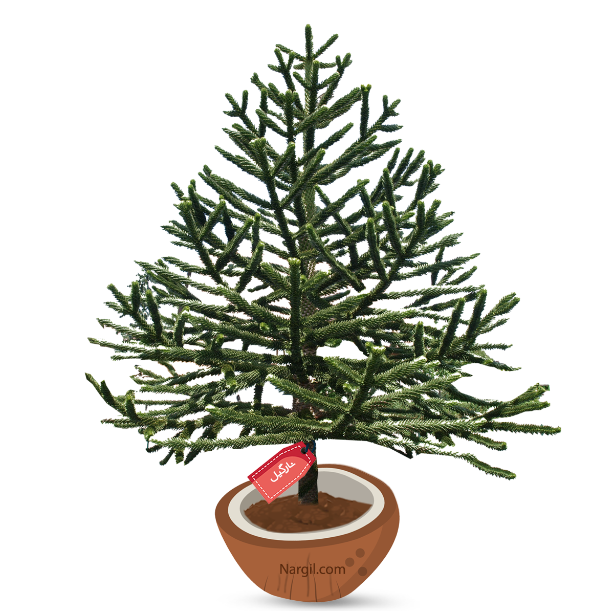  Nargil - monkey puzzle tree